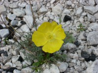 /album/fotogallerij/dscn0366-jpg/